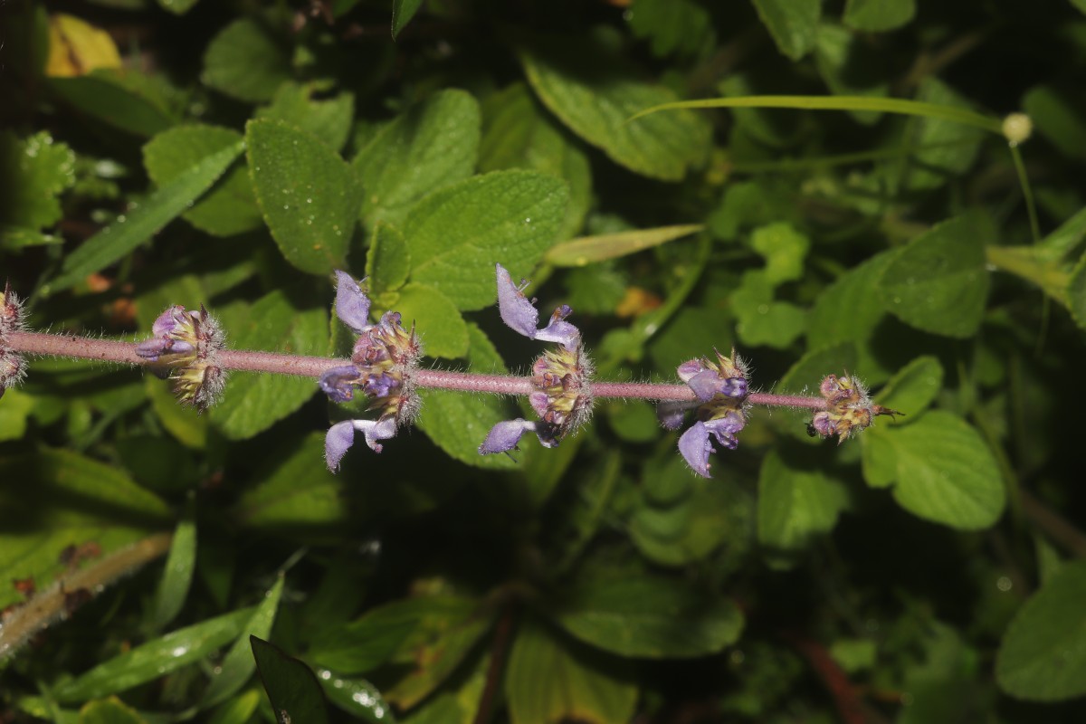 Coleus barbatus var. barbatus (Andrews) Benth. ex G.Don (Andrews) Benth. ex G.Don